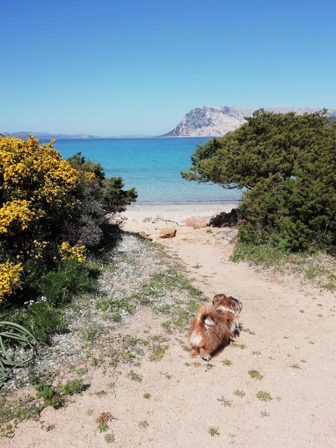 Frina Di Mari B&B San Teodoro  Kültér fotó